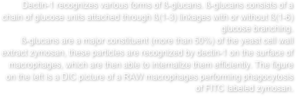Dectin-1 recognizes various forms of ß-glucans. ß-glucans consists of a chain of glucose units attached through ß(1-3) linkages with or without ß(1-6) glucose branching.
ß-glucans are a major constituent (more than 50%) of the yeast cell wall extract zymosan, these particles are recognized by dectin-1 on the surface of macrophages, which are then able to internalize them efficiently. The figure on the left is a DIC picture of a RAW macrophages performing phagocytosis of FITC labeled zymosan.