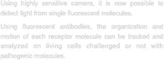 Using highly sensitive camera, it is now possible to detect light from single fluorescent molecules.
Using fluorescent antibodies, the organization and motion of each receptor molecule can be tracked and analyzed on living cells challenged or not with pathogenic molecules.
