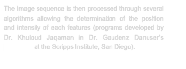 The image sequence is then processed through several algorithms allowing the determination of the position and intensity of each features (programs developed by Dr. Khuloud Jaqaman in Dr. Gaudenz Danuser’s laboratory at the Scripps Institute, San Diego).

