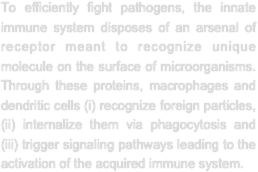 To efficiently fight pathogens, the innate immune system disposes of an arsenal of receptor meant to recognize unique molecule on the surface of microorganisms. Through these proteins, macrophages and dendritic cells (i) recognize foreign particles, (ii) internalize them via phagocytosis and (iii) trigger signaling pathways leading to the activation of the acquired immune system.