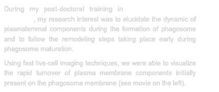 During my post-doctoral training in Dr. Sergio Grinstein laboratory, my research interest was to elucidate the dynamic of plasmalemmal components during the formation of phagosome and to follow the remodeling steps taking place early during phagosome maturation.
Using fast live-cell imaging techniques, we were able to visualize the rapid turnover of plasma membrane components initially present on the phagosome membrane (see movie on the left).